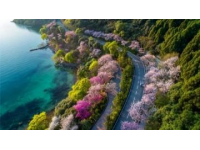 貴州畢節(jié)百里杜鵑風(fēng)景區(qū)攻略（門(mén)票花期交通及游玩推薦）
