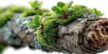 苔蘚養(yǎng)護(hù)四大注意(苔蘚愛(ài)護(hù)常識(shí))