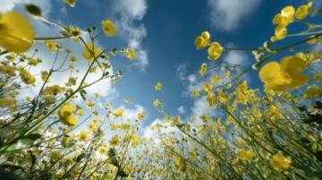 2025年湖南油菜花節(jié)3月17日啟幕，共賞金色花海盛宴