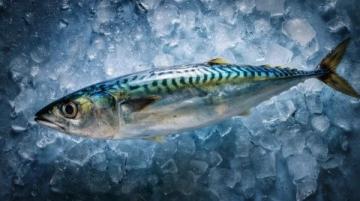 食用須知：這種河鮮魚籽含劇毒，煮熟也無法消除危險