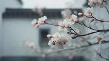 天津清明賞花哪里好？這份海棠花觀賞指南請(qǐng)收好！