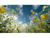 2025年湖南油菜花節(jié)3月17日啟幕，共賞金色花海盛宴