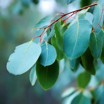 半夏的醫(yī)藥科普知識：功效、用法、注意事項(xiàng)與選購