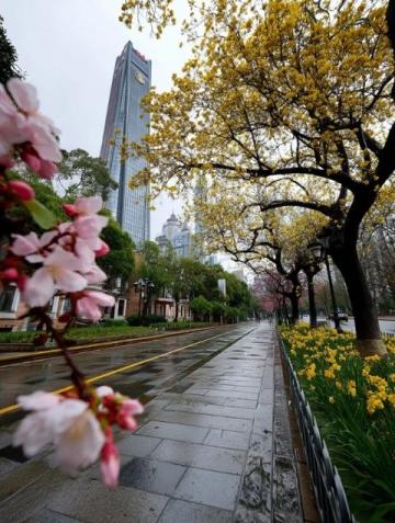 蘇州東沙湖公園:春風(fēng)中綻放的花季盛宴