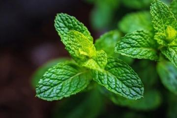 半夏的醫(yī)藥科普知識：功效、用法、注意事項(xiàng)與選購