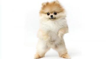 萌寵日記：云朵般柔軟的博美犬歡樂日常