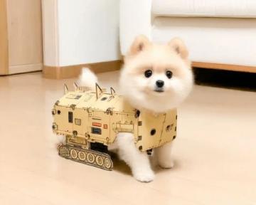 萌寵日記：云朵般柔軟的博美犬歡樂日常