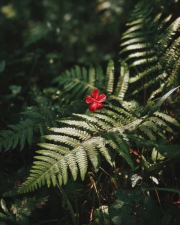 如何讓賞花經(jīng)濟花開日日紅？