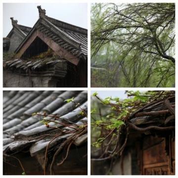臺風(fēng)過后 家庭殺蟲滅鼠須知