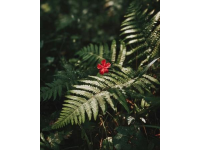 如何讓賞花經(jīng)濟花開日日紅？