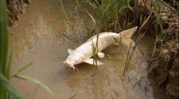 野釣鯽魚爆護(hù)攻略：釣位選擇、天氣影響與餌料搭配技巧