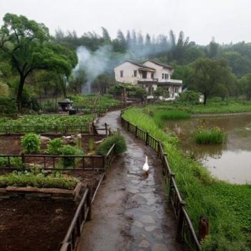 懷柔雁棲湖一日游：陰雨微風(fēng)，家庭親子采摘槐花馬蘭花