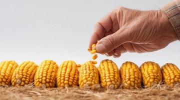 如何科學(xué)種植夏玉米以提高產(chǎn)量和質(zhì)量？