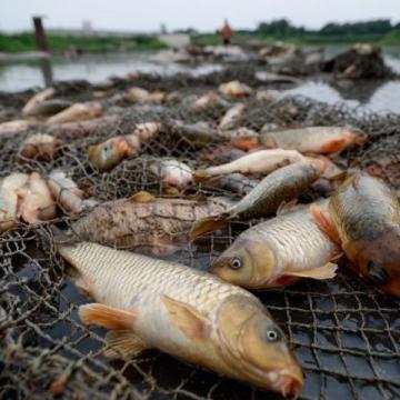 武陟釣友獨(dú)釣黃河邊，意外捕獲26斤大鯉魚(yú)創(chuàng)紀(jì)錄