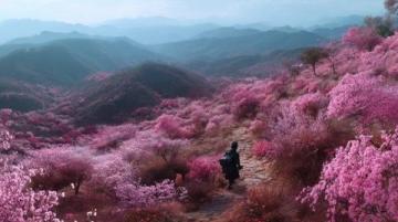 秦孟祿夫婦回高密賞梨花，共游春日美景故鄉(xiāng)情深